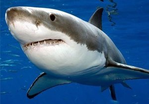 Swaar gestraf vir Grootwithaai